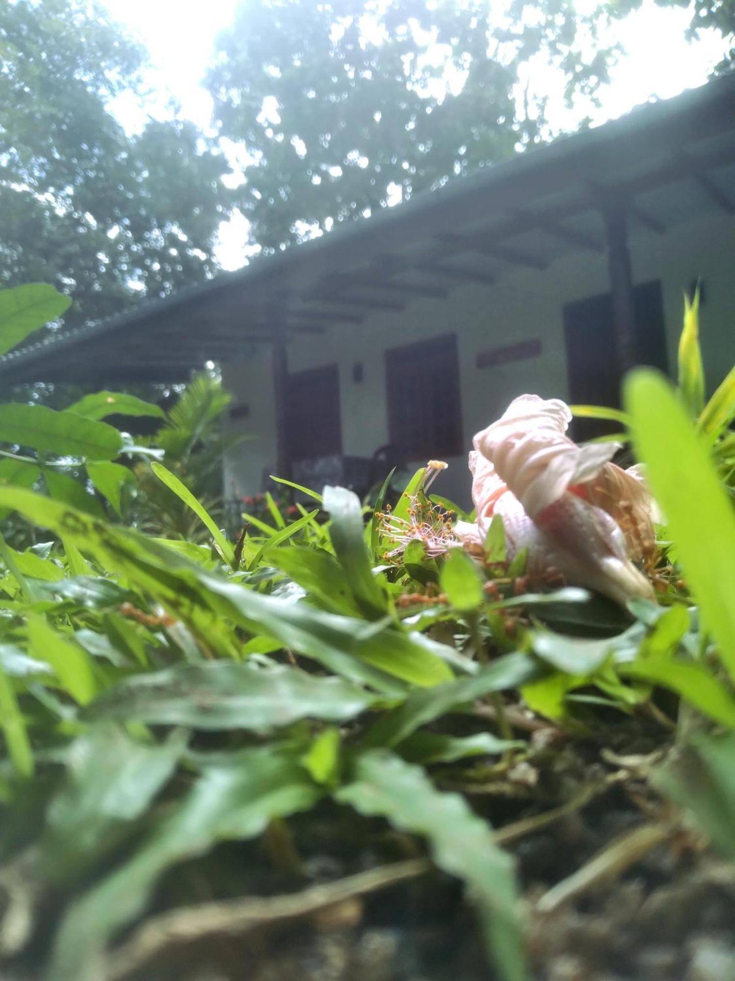 Sigiriya Hillside View Villa Ngoại thất bức ảnh